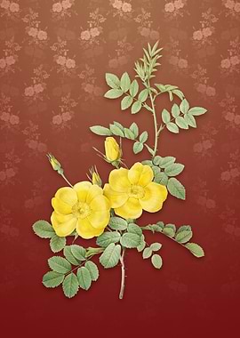 Yellow Sweetbriar Roses
