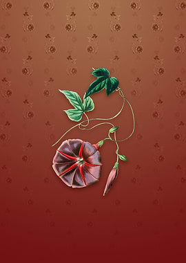 Vintage Male Jalap Flower