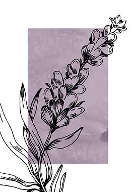 Lavender Botanical Nordic