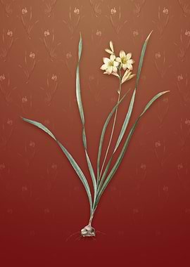 Vintage Gladiolus Lineatus