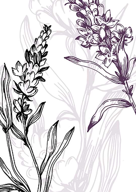 Lavender Botanical Nordic