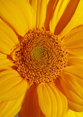 Flower blossoming close up