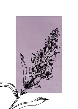 Lavender Botanical Nordic