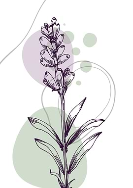 Lavender Botanical Nordic