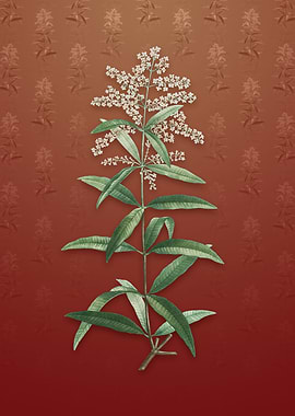 Vintage Lemon Verbena