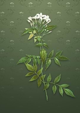 Jasmin Officinale Flower