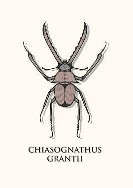 Chilean Stag Beetle