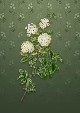 Germander Meadowsweet