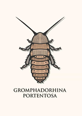 Madagascar Cockroach