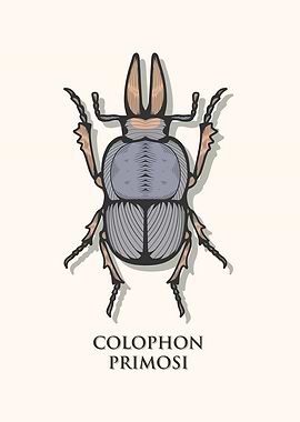 Barnards Stag Beetle