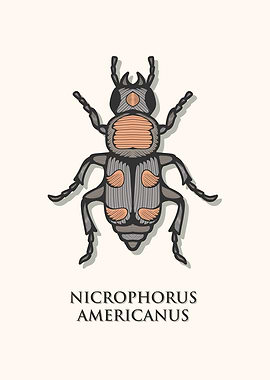 American Burying Beetle