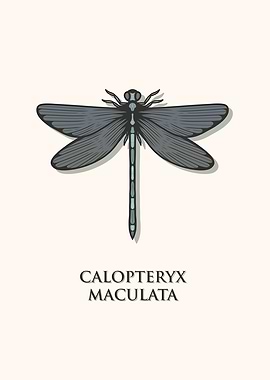 Ebony Jewelwing Damselfly