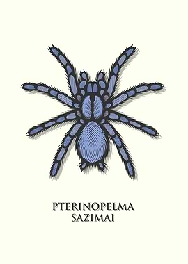 Brazilian Blue Tarantula