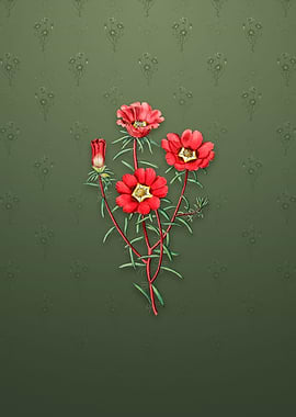 Portulaca Splendens Flower