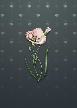 Satiny Calochortus Flower