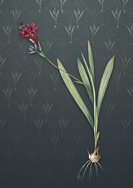 Gladiolus Mucronatus