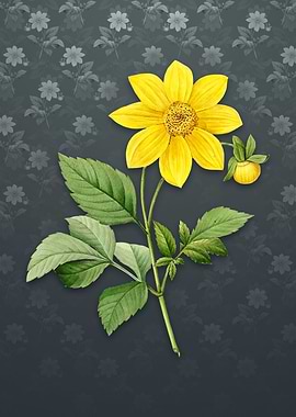 Vintage Dahlia Simplex