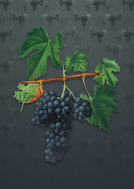 Vintage Lacrima Grapes