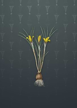 Cloth of Gold Crocus