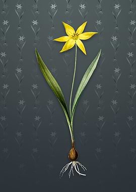 Vintage Tulipa Celsiana