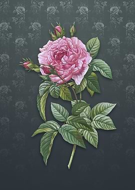 Vintage Pink French Rose