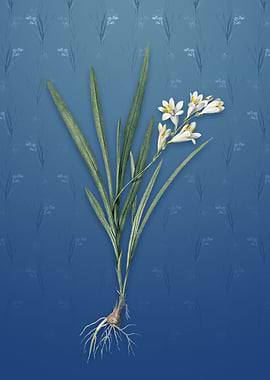 Gladiolus Xanthospilus