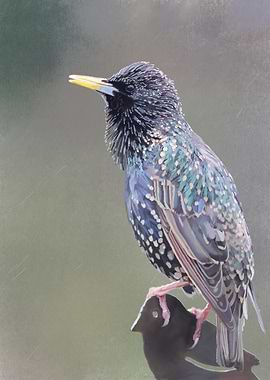 Starling in the Rain
