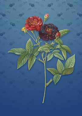 Vintage Van Eeden Rose