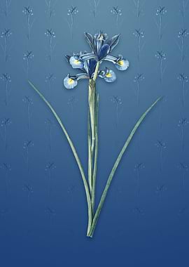 Vintage Spanish Iris