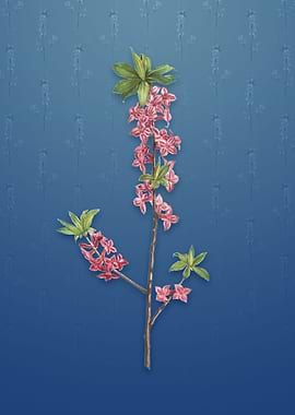 February Daphne Flowers