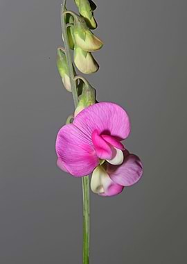 Flower blossoming close up
