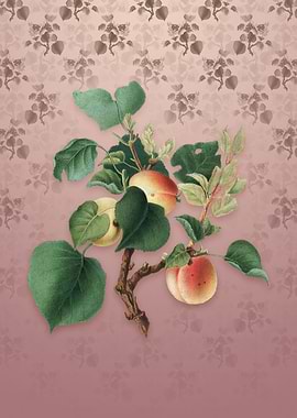 Apricot on Dusty Pink