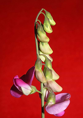 Purple floral background