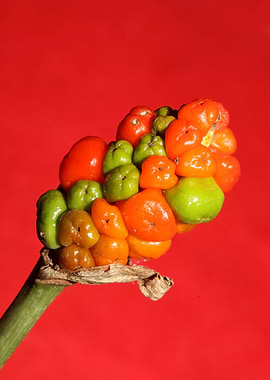 Red and yellow wild fruits