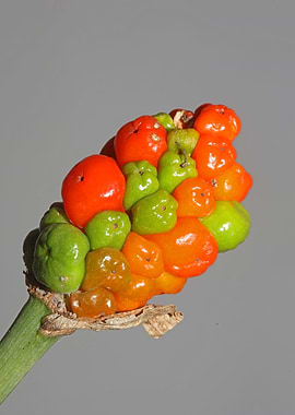 Red and yellow wild fruits