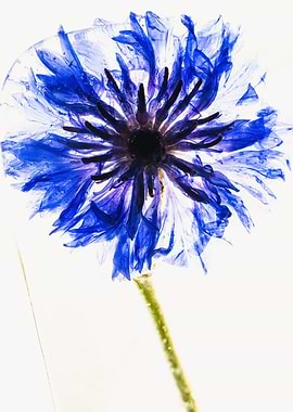 Blue cornflower in ice 1