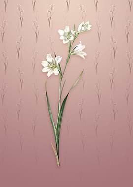 Vintage Painted Lady