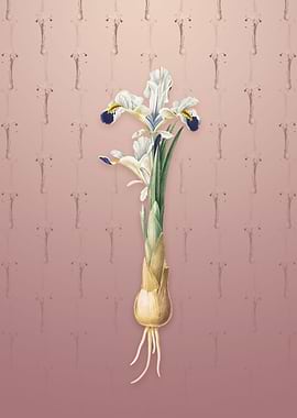 Vintage Iris Persica