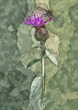 Bee on a thistle