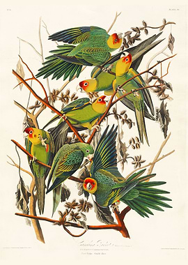 Carolina Parrot Audubon