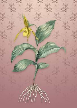 Ladys Slipper Orchid