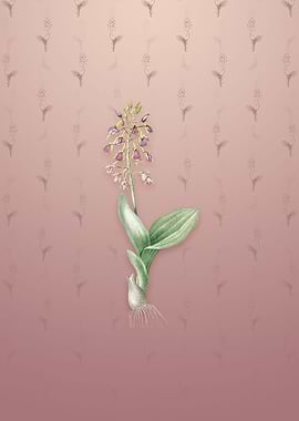 Brown Widelip Orchid