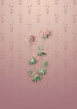 Vintage Crucianella Flower