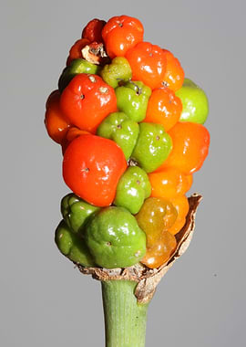 Wild fruits red and yellow