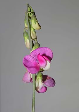 Flowers blossoming macro