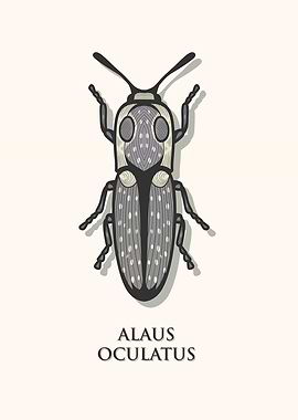 Eastern Eyed Click Beetle