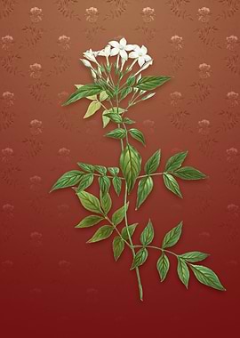 Jasmin Officinale Flower