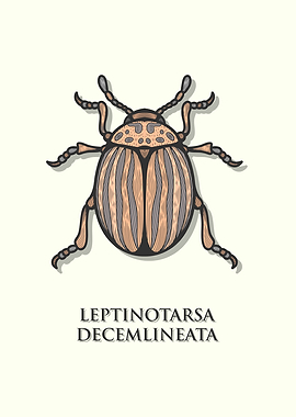 Colorado Potato Beetle