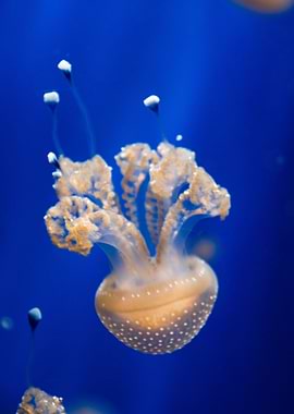 Jellyfish