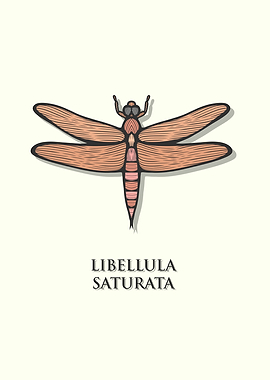 Flame Skimmer Dragonfly